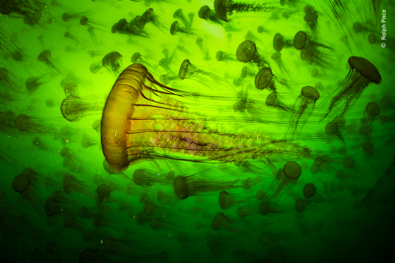 a group of Pacific sea nettles
